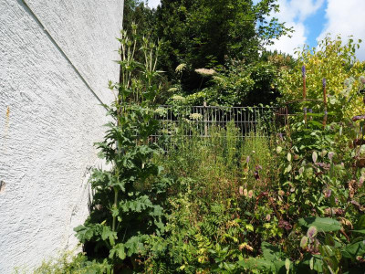 Dipsacus laciniatus P6250557.JPG