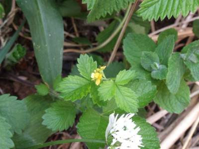 DSCF6749.jpg