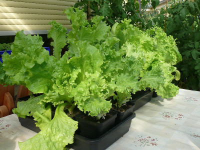 220625_Salat.jpg