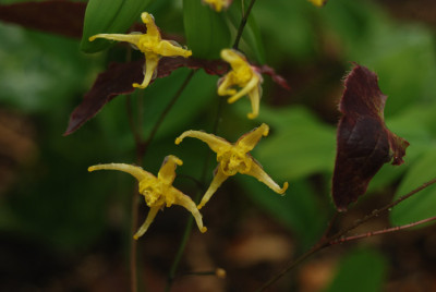 welches_epimedium.jpg