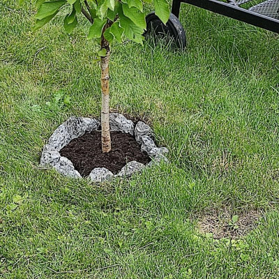 Kirschbaum_2.jpg