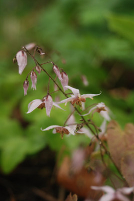 epi_asiatic_hybrid_08.jpg