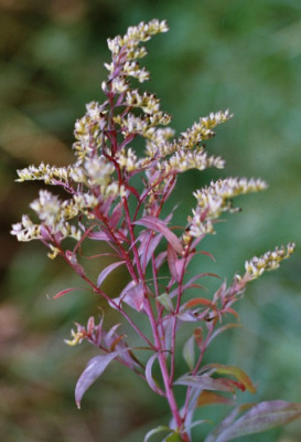 solidago_canadensis_herbst.JPG