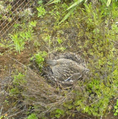 080425_Ente_.jpg