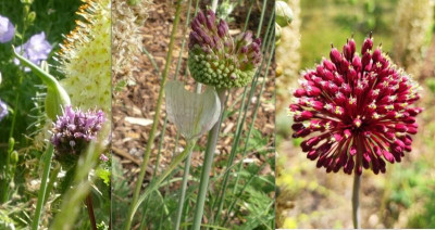 Allium_Red_Mohican_Screenshot 2022-06-26_02.jpg