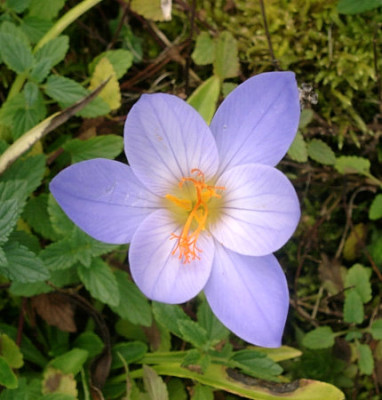 10270005_eCrocus_speciosus.JPG