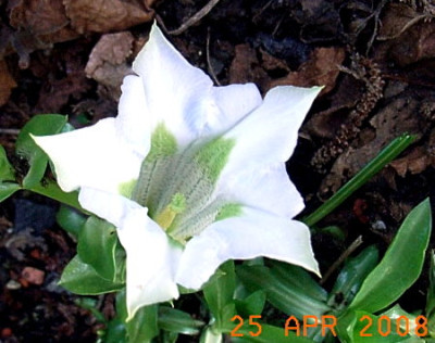 Gentiana-alba.JPG