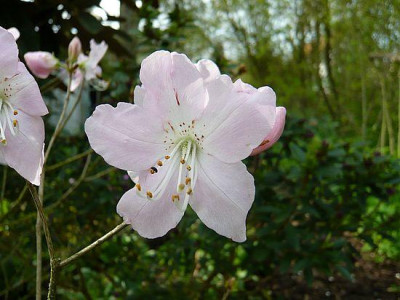 Rhododendron_schlippenbachii_fars_2008.jpg