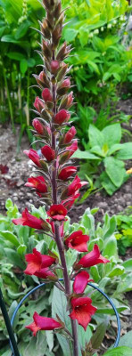Digitalis Illumination Cherry Brandy2.jpg