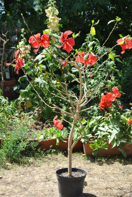H.rosa-sinensis x schizopetalus2022_06_26DSC_0653.jpg