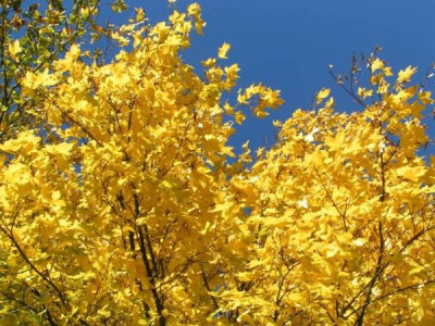 herbst-01.jpg