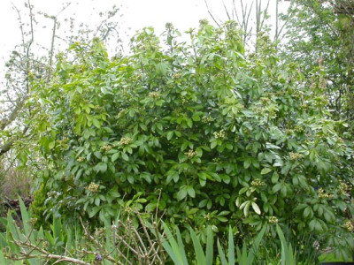 Choysia_ternata_25.4.08.jpg