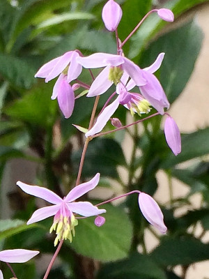 2022-06-26 Thalictrum delavayi var. decorum.jpg