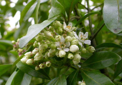 Choysia_ternata_Blute_25.4.08.jpg