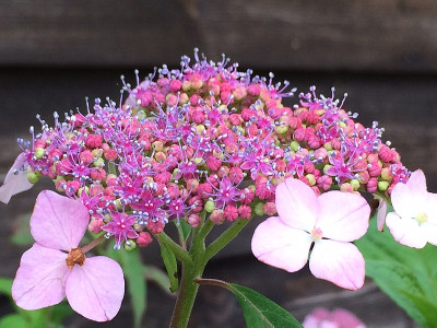 2022-06-26 Hydr.serrata 'O Amacha'.jpg