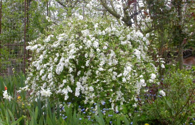 Exochorda_macrantha_The_Bride_25.4.08.jpg