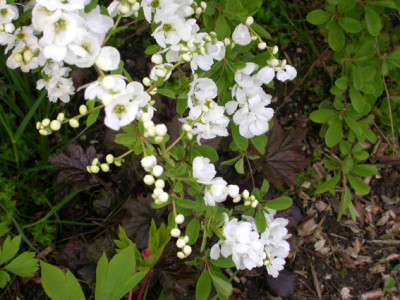 Exocorda_macrantha_The_Bride_nah_25.4.08.jpg