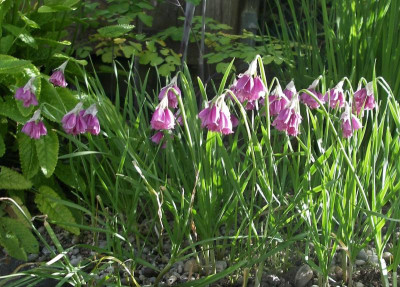 Allium insubricum 27.06.22.JPG