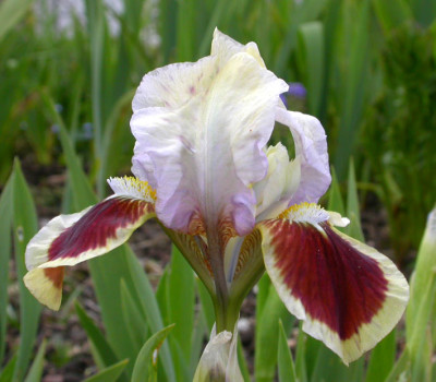 Unbekannter_Iris-Zwerg_25.4.08.jpg