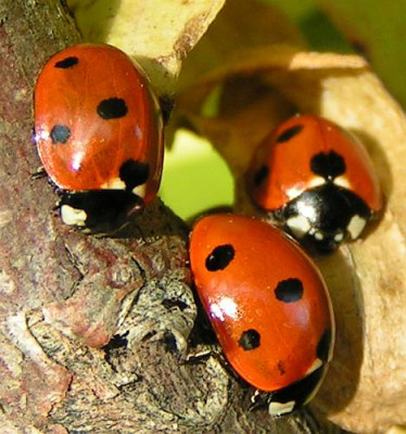 Coccinella_septempunctata_-_Siebenpunkt_20.jpg