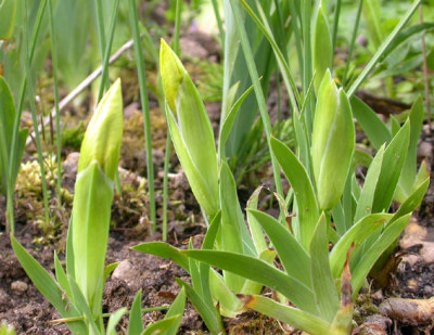 Iris_reichenbachii_25.4.08.jpg