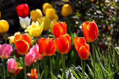 Tu_Gegenlicht250408.jpg