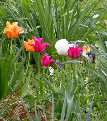 Unbekannte_rosa_Tulpe_25.4.08.jpg