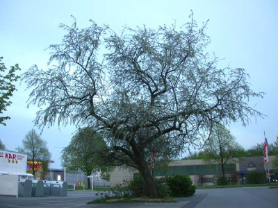Eleagnus_angustifolia_25.4.08.jpg