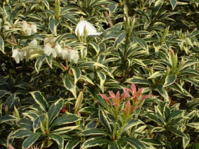 pieris_dogwood.jpg