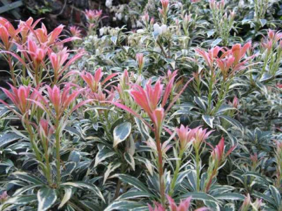 pieris02_dogwood.jpg