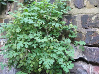 Mauerblume_dogwood.jpg
