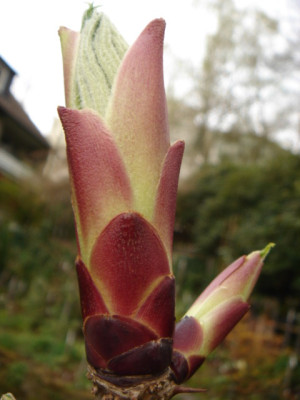 Kalopanax_septemlobus_var._maximowicii_2_.JPG