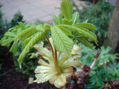Aesculus_hippocastanum_Monstrosa_1.JPG
