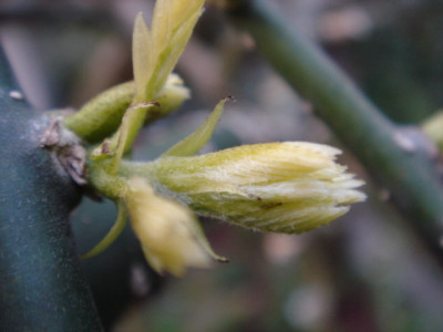 Sophora_japonica_Pendula.JPG