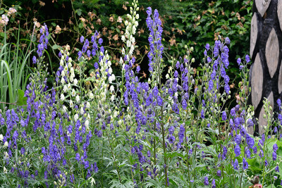 Aconitum-Jun2622_029_00001.jpg