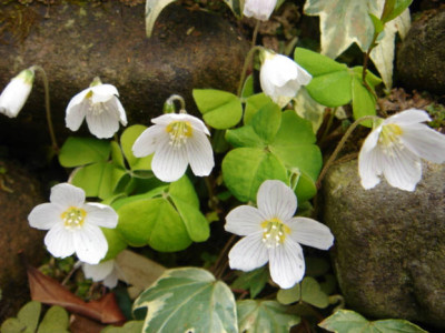 Oxalis_acetosella_1.JPG
