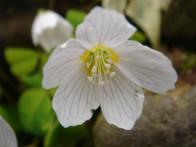 Oxalis_acetosella_Blute_1.JPG