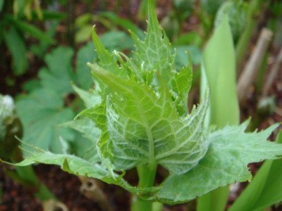 Kirengeshoma_palmata.JPG