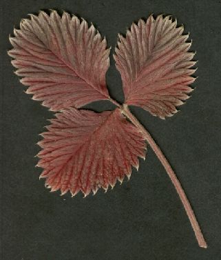 Potentilla_atrosanguinea_dunkel.jpg