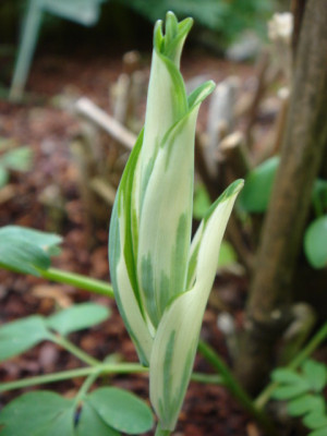 Polygonatum_multiflorum_Striatum_1.JPG
