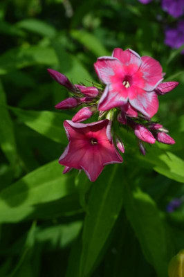 DSC_0636.JPG