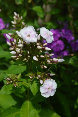 DSC_0632.JPG