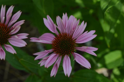 DSC_0654.JPG