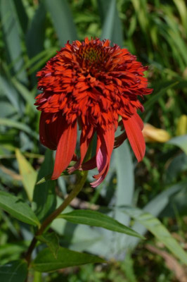 DSC_0667.JPG