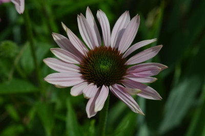 DSC_0656.JPG