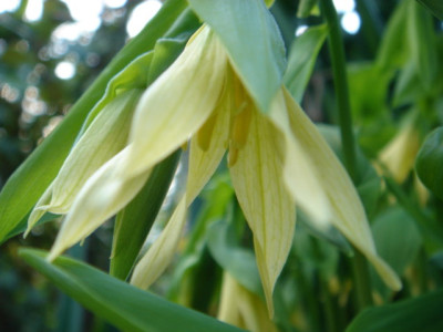 Uvularia_perfoliata_2.JPG