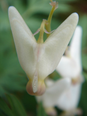 Dicentra_canadensis_Blute.JPG