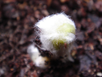 Syneilesis_aconitifolia_1.JPG