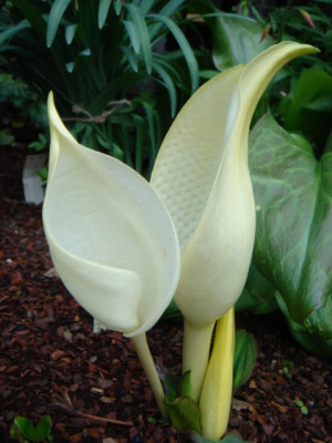Lysichiton_Ivory_Giant_1.JPG