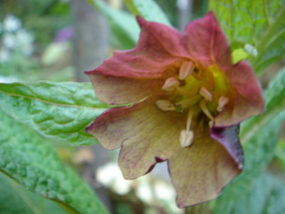 Scopolia_carniolica__Zwanenburg_2.JPG